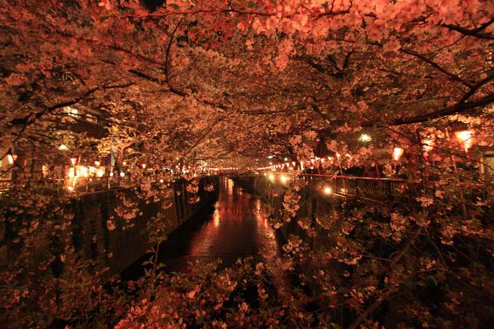 フリー素材　夜桜