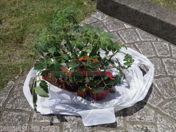 島忠で買ったトマトの苗